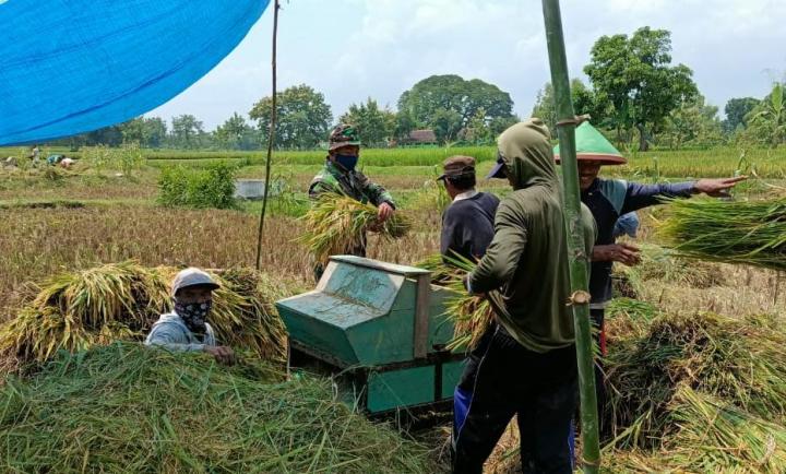 Satgas TMMD 110 Bojonegoro Bantu Petani Blower Saat Panen Padi